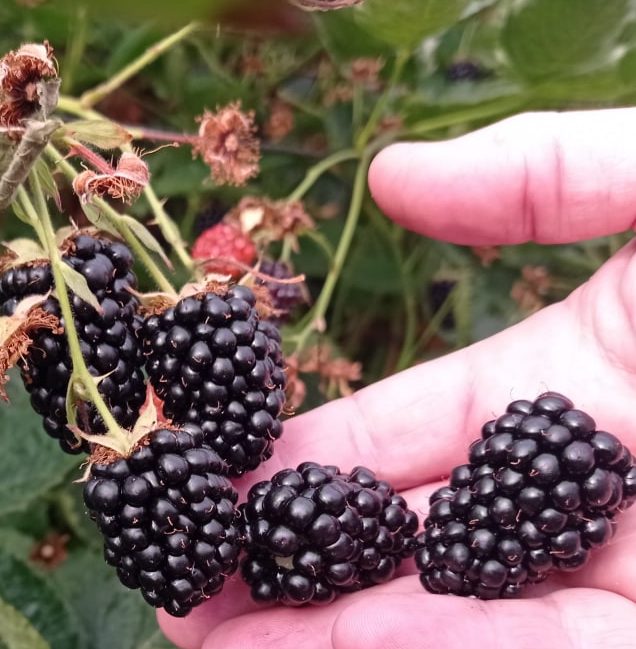 Mano sosteniendo varias moras negras sobre un fondo de hojas verdes.